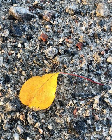 image of leaf on ground