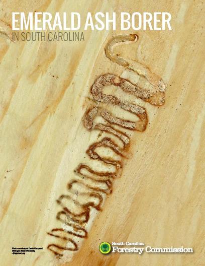Emerald Ash Borer