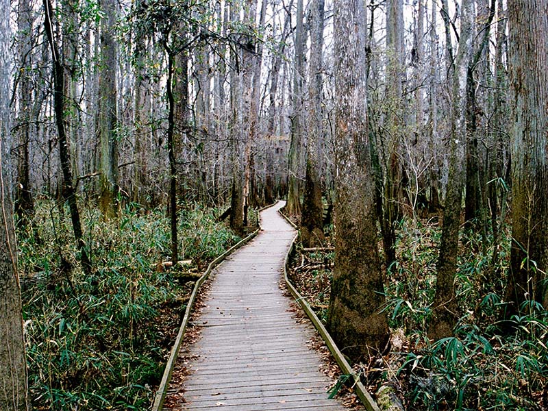 Image of Congaree National Park boardwalk trail