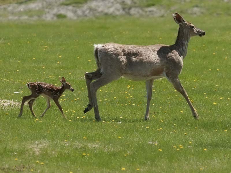 White tailed deer and fawn