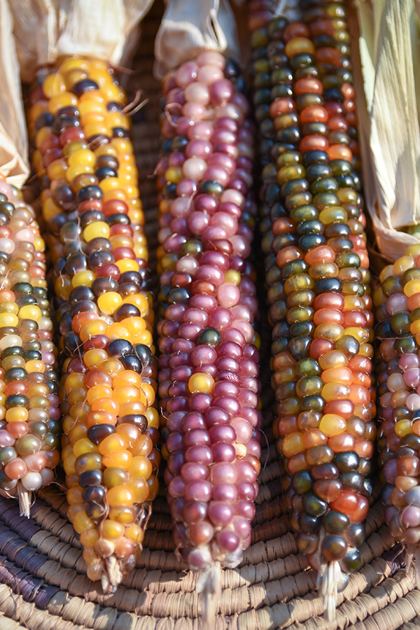 Images of various colored corn