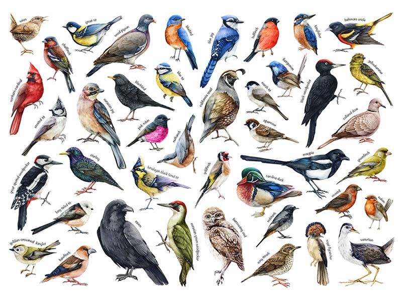 Illustration of many birds on a white background