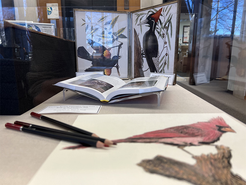 Image of the Mark Catesby book on birding open with a woodpecker illustration behind it.