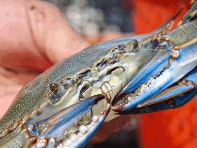 Image of a blue crab